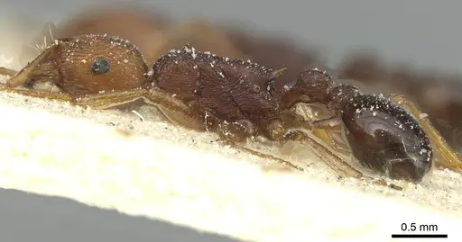 Tetramorium sericeiventre specimen CASENT0915067 image casent0915067_3