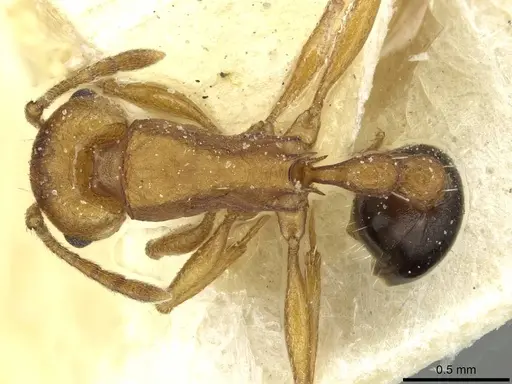 Tetramorium sericeiventre specimen CASENT0915068 image casent0915068_1