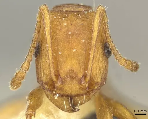 Tetramorium sericeiventre specimen CASENT0915068 image casent0915068_2