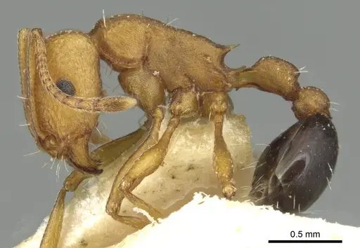 Tetramorium sericeiventre specimen CASENT0915068 image casent0915068_3