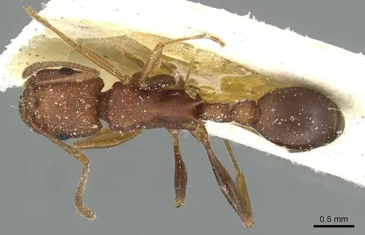 Tetramorium sericeiventre specimen CASENT0915069 image casent0915069_1