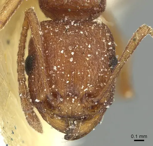 Tetramorium sericeiventre specimen CASENT0915069 image casent0915069_2