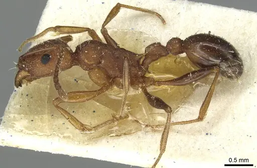 Tetramorium sericeiventre specimen CASENT0915069 image casent0915069_3
