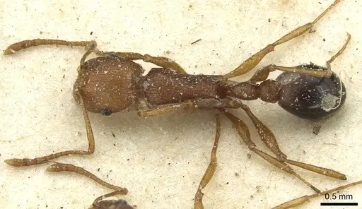 Tetramorium sericeiventre specimen CASENT0915070 image casent0915070_1
