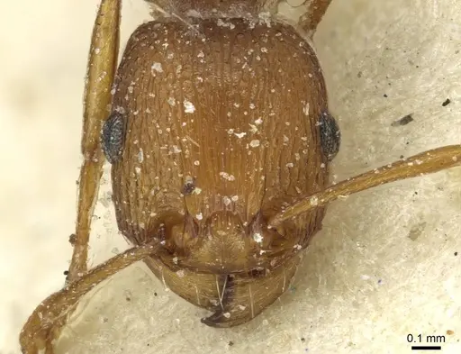 Tetramorium sericeiventre specimen CASENT0915070 image casent0915070_2