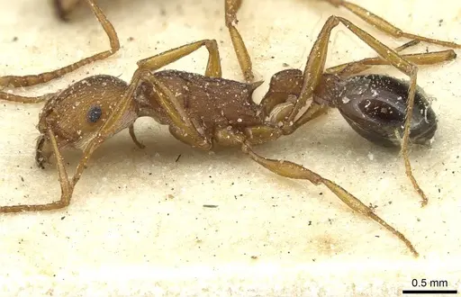 Tetramorium sericeiventre specimen CASENT0915070 image casent0915070_3