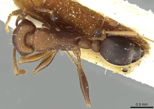 Tetramorium sericeiventre specimen CASENT0915071 image casent0915071_1