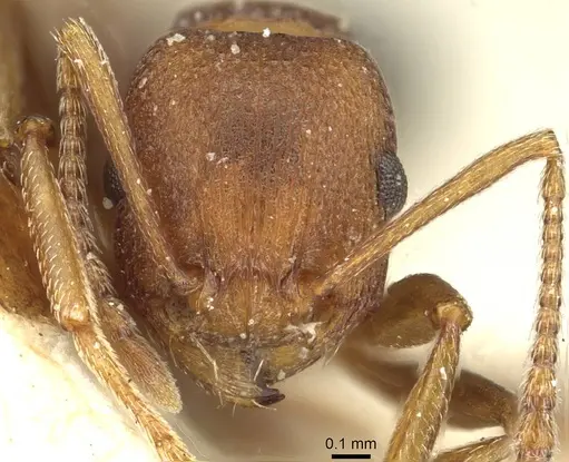 Tetramorium sericeiventre specimen CASENT0915071 image casent0915071_2