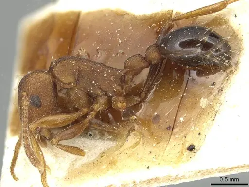Tetramorium sericeiventre specimen CASENT0915071 image casent0915071_3
