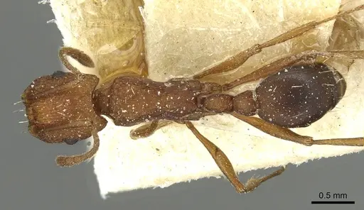 Tetramorium sericeiventre specimen CASENT0915072 image casent0915072_1