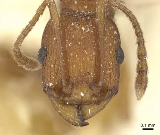 Tetramorium sericeiventre specimen CASENT0915072 image casent0915072_2