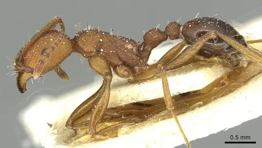 Tetramorium sericeiventre specimen CASENT0915072 image casent0915072_3