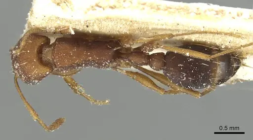 Tetramorium sericeiventre specimen CASENT0915073 image casent0915073_1