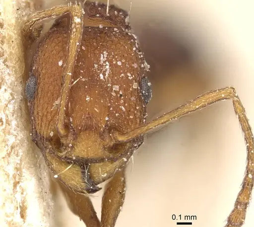 Tetramorium sericeiventre specimen CASENT0915073 image casent0915073_2
