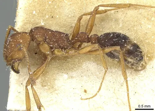 Tetramorium sericeiventre specimen CASENT0915073 image casent0915073_3