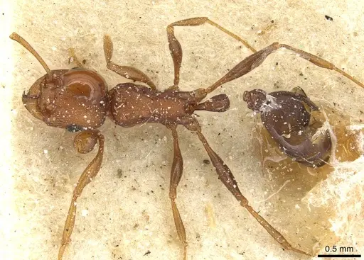 Tetramorium sericeiventre specimen CASENT0915074 image casent0915074_1