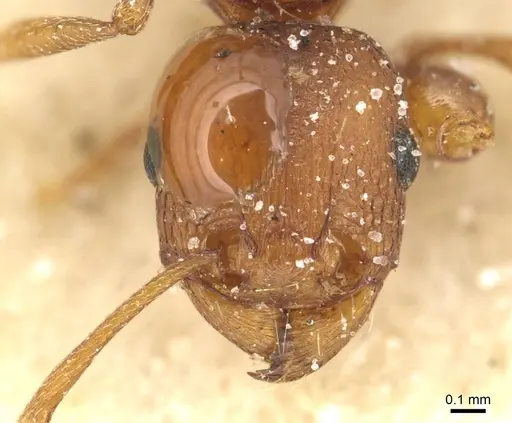 Tetramorium sericeiventre specimen CASENT0915074 image casent0915074_2