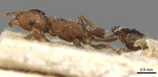 Tetramorium sericeiventre specimen CASENT0915074 image casent0915074_3