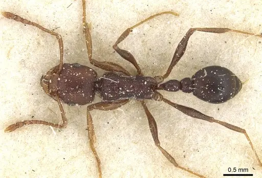Tetramorium sericeiventre specimen CASENT0915075 image casent0915075_1