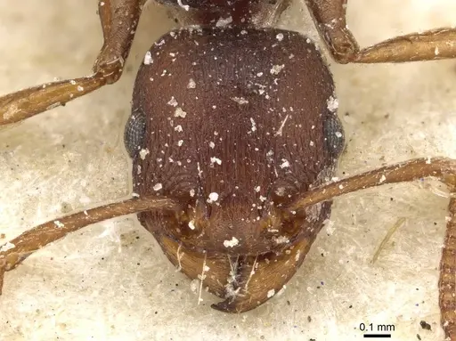 Tetramorium sericeiventre specimen CASENT0915075 image casent0915075_2