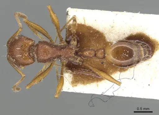 Tetramorium sericeiventre specimen CASENT0915423 image casent0915423_1