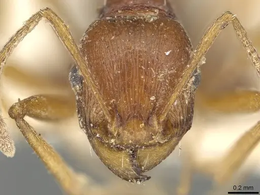 Tetramorium sericeiventre specimen CASENT0915423 image casent0915423_2