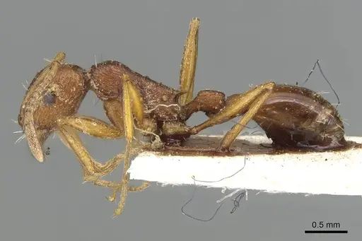 Tetramorium sericeiventre specimen CASENT0915423 image casent0915423_3