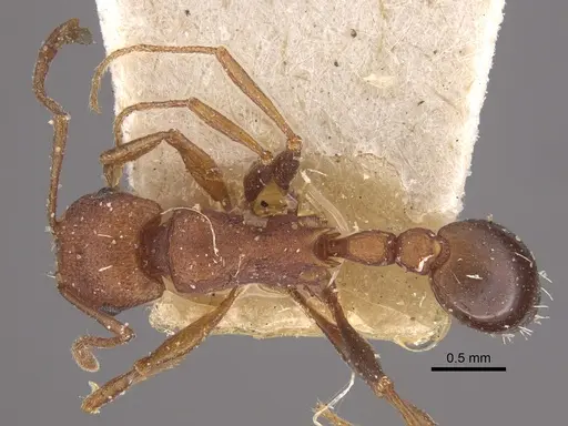 Tetramorium sericeiventre specimen CASENT0917838 image casent0917838_1