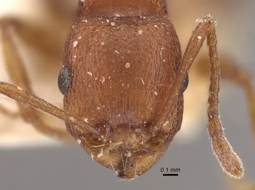 Tetramorium sericeiventre specimen CASENT0917838 image casent0917838_2