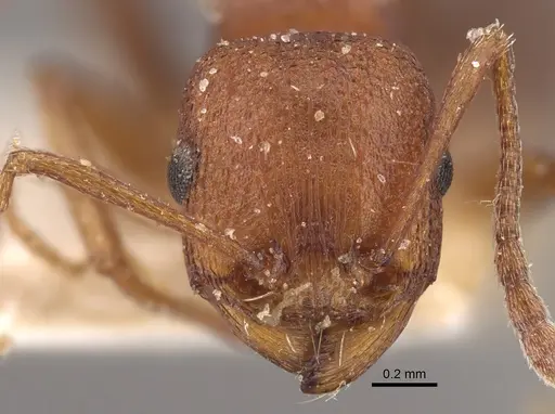Tetramorium sericeiventre specimen CASENT0917838 image casent0917838_3