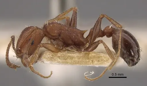 Tetramorium sericeiventre specimen CASENT0917838 image casent0917838_4