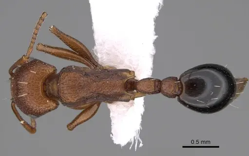 Tetramorium sericeiventre specimen CASENT0922884 image casent0922884_1