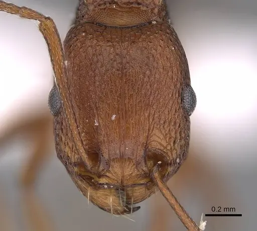 Tetramorium sericeiventre specimen CASENT0922884 image casent0922884_2