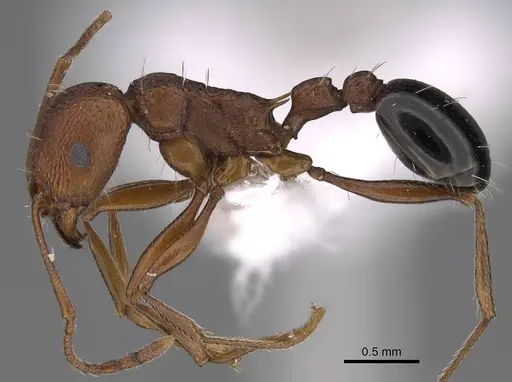 Tetramorium sericeiventre specimen CASENT0922884 image casent0922884_3
