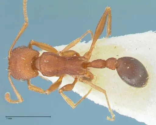 Tetramorium sericeiventre specimen FOCOL2090 image focol2090_1