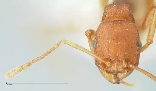 Tetramorium sericeiventre specimen FOCOL2090 image focol2090_2