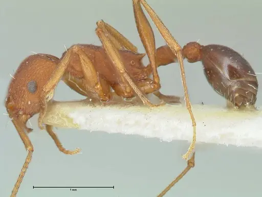 Tetramorium sericeiventre specimen FOCOL2090 image focol2090_3