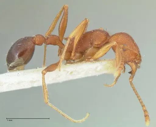 Tetramorium sericeiventre specimen FOCOL2090 image focol2090_4