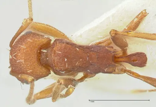 Tetramorium sericeiventre specimen FOCOL2091 image focol2091_1