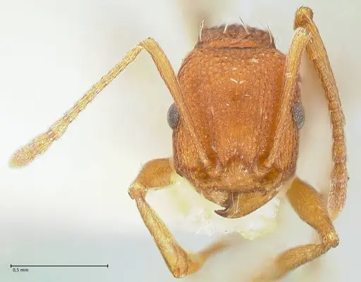 Tetramorium sericeiventre specimen FOCOL2091 image focol2091_2