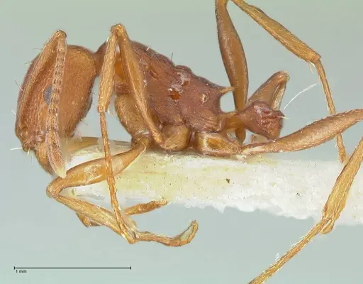 Tetramorium sericeiventre specimen FOCOL2091 image focol2091_3