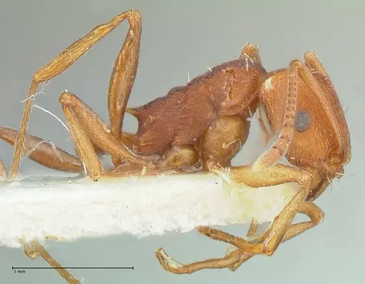 Tetramorium sericeiventre specimen FOCOL2091 image focol2091_4