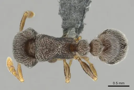 Tetramorium sericeum specimen CASENT0257345 image casent0257345_1