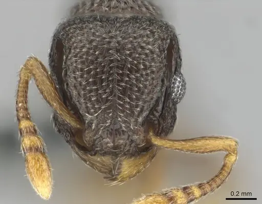 Tetramorium sericeum specimen CASENT0257345 image casent0257345_2