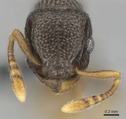 Tetramorium sericeum specimen CASENT0257345 image casent0257345_3