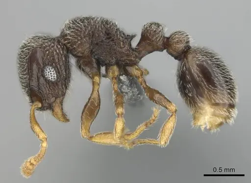 Tetramorium sericeum specimen CASENT0257345 image casent0257345_4