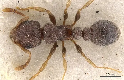 Tetramorium sericeum specimen CASENT0901135 image casent0901135_1