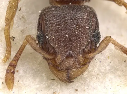 Tetramorium sericeum specimen CASENT0901135 image casent0901135_2