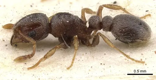 Tetramorium sericeum specimen CASENT0901135 image casent0901135_3