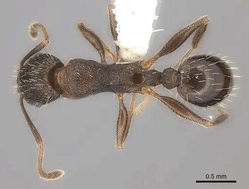 Tetramorium setigerum specimen CASENT0100785 image casent0100785_1